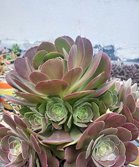 �����ƷҪ����ѽ��