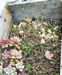 ���Ǵ��ջ�������������Ķ�����һȺ��