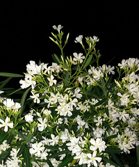 ���������ֻ���