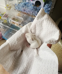 仓鼠免费领养啦