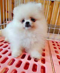 ������ɫ����