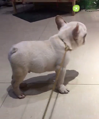 �̰�С����ţ