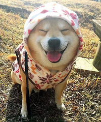 ���ĳ���Ѱ����