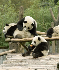 ȫ�����㣡���״���è����������û�к���Ȧ�����ѣ����϶�����ҹ