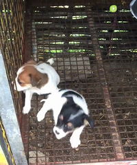 ��û��ϲ��С����Ȯ��