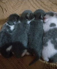 Сè�䣬����