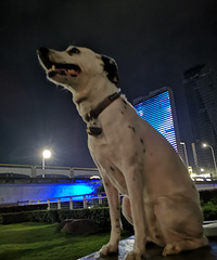 ��ֻ�Ǹ���Զ�Ĺ���