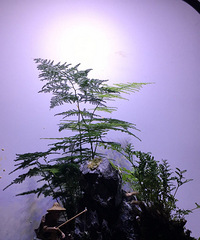 ���Ʒ�������