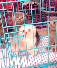 ��èһ�� 688һֻ