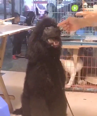 8���¾޹�ܵ� �ؼ�1288