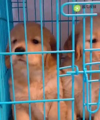 2���¸�Ʒ�ʽ�ë 788һֻ