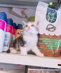 һ����è �ؼ�1588