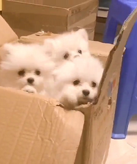 ����һ��С���� 988һֻ