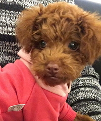 С��Ƥ����Ȼѧ����Ӿ����