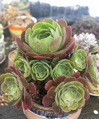 �����ա�