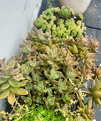 �����ա�