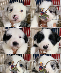 �����߾�����Ȯ��������С�������������룬