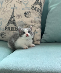 ����è�����èӢ�������������ã�49���