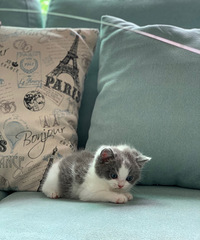 ����è�����èӢ�������������ã�49���