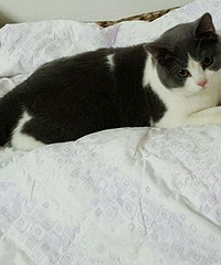 ��Ʒ����ĸ