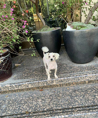 ����С��ʹ Ϊ�����˽�ͷ �����Եİ������ǡ���