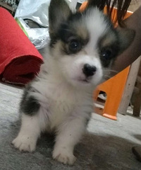 һ���ĸ����