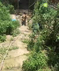 һ���ĸ����