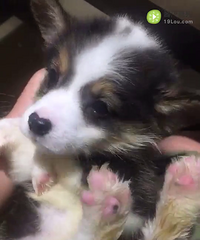 ��ͷ��ɫ��