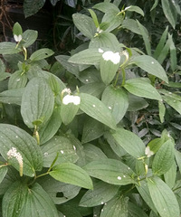 �꼾���ˣ�Ҷ�Ӱ��ˡ�