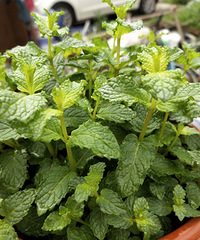 �ڼ�������������