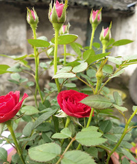 �ڼ�������������