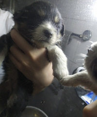 ��һֻС����������