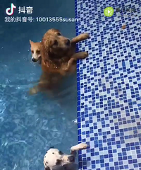 台州狗友会第二期-宠物游乐场玩水烧烤模式