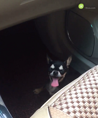 �����ĸ����