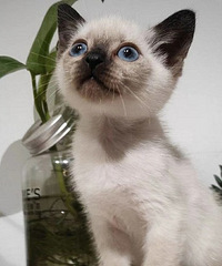 ����è ������ ����