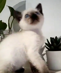 ����è ������ ����