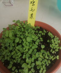 正午的阳台,留个影…