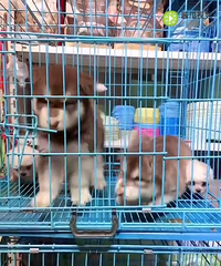 �ɰ�С�ȳ�����