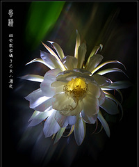 韦陀花开情未了