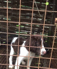 ʷ����ĸ��