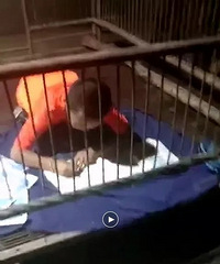 别人的暑假!11岁男孩在猪圈写作业,顺手接生7头猪崽…