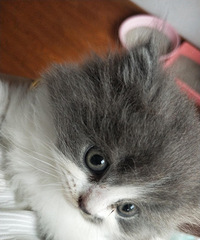 �Ը�������������