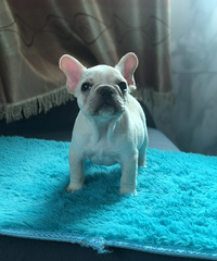 ����С�ɰ��Ҽҳ�