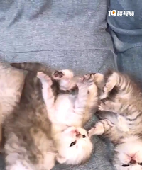 小猫咪寻主人啦