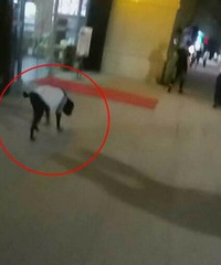 ������������͵Ǯ�ó��ﹷ�����硱��������Ȼ������������