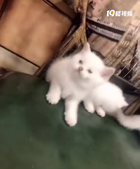 Ӣ������è��ͼ۳���