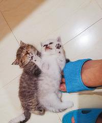家养英短渐层猫咪出售