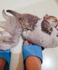 家养英短渐层猫咪出售