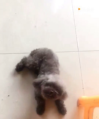 ��ĸ�ɿ���̩��