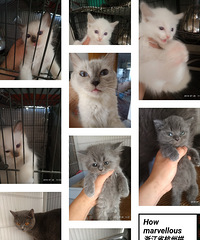 布偶蓝猫求带走